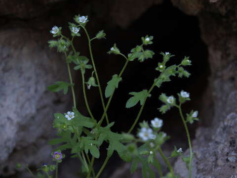 Image de Eucrypta micrantha (Torr.) A. A. Heller