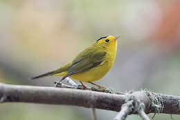 Image of Wilson's Warbler