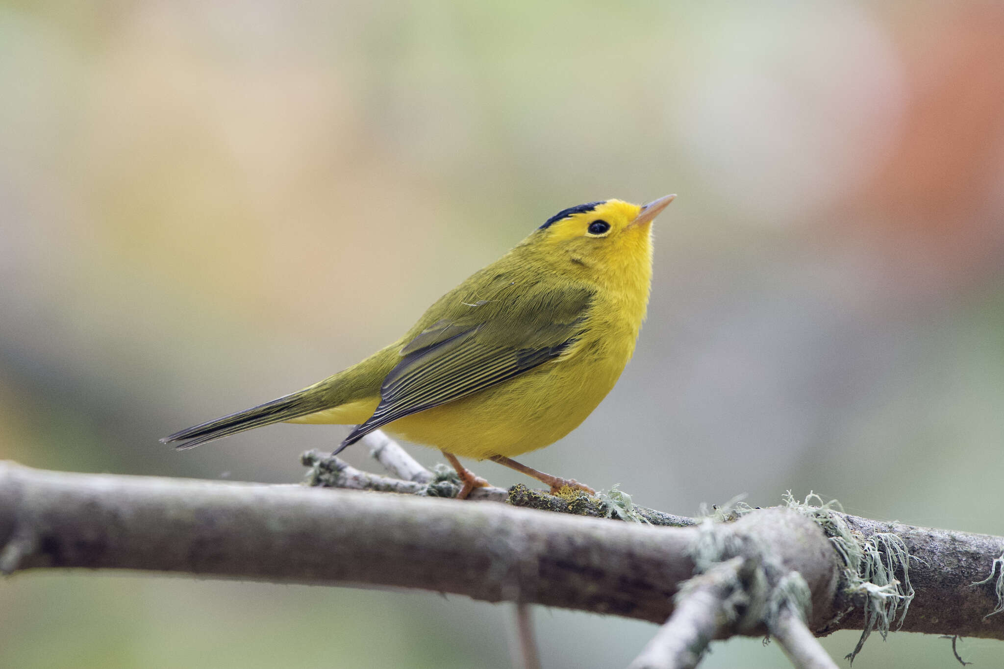 Image of Wilson's Warbler