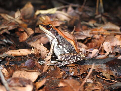 Sivun Hydrophylax malabaricus (Tschudi 1838) kuva