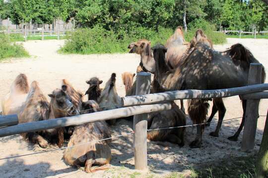 Image of Bactrian camel