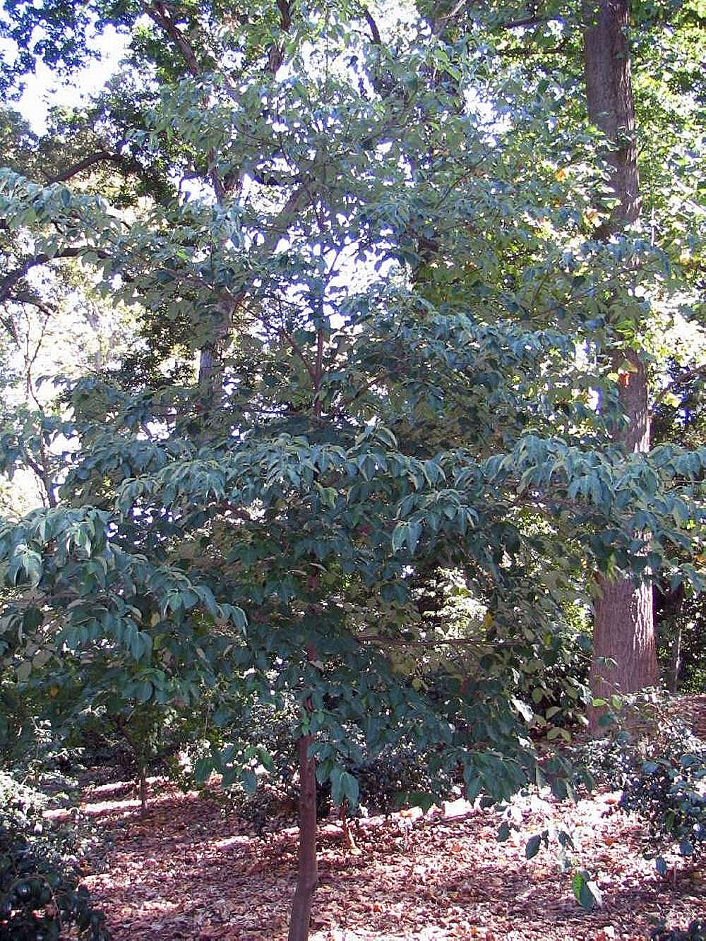 Image de Cornus capitata subsp. angustata (Chun) Q. Y. Xiang