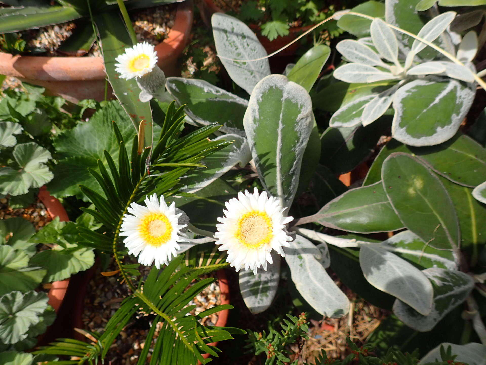 Imagem de Pachystegia insignis (Hook. fil.) Cheesem.