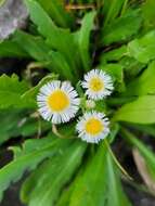 Image of Philadelphia fleabane