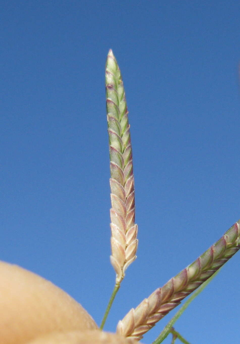 Image de Eragrostis brownii (Kunth) Nees