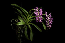 Image of Aerides leeana Rchb. fil.