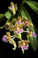 Image of Vanda flabellata (Rolfe ex Downie) Christenson