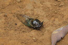 Image of Cicada