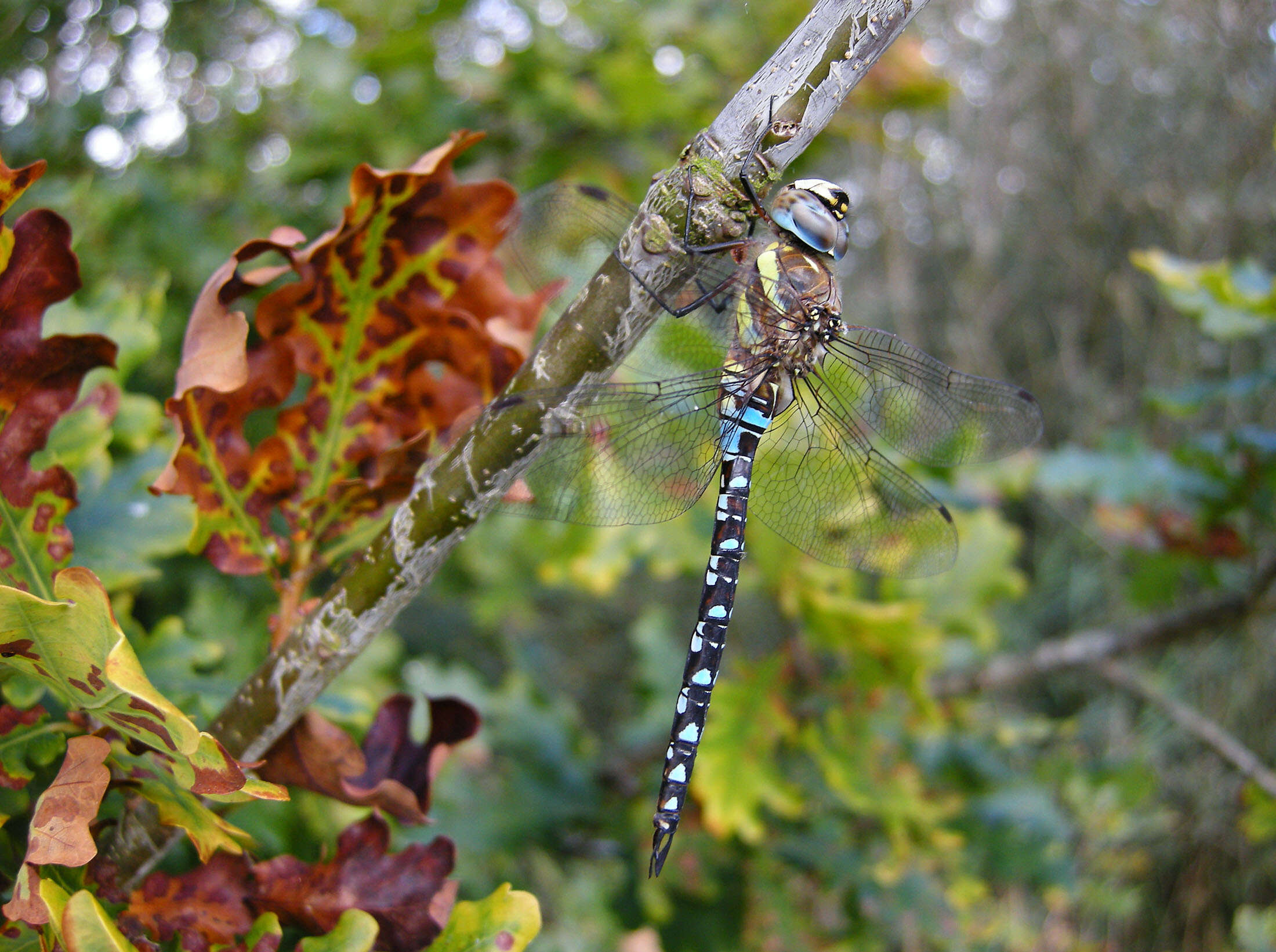 Image of Migrant Hawker