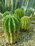 Image of Echinopsis oxygona