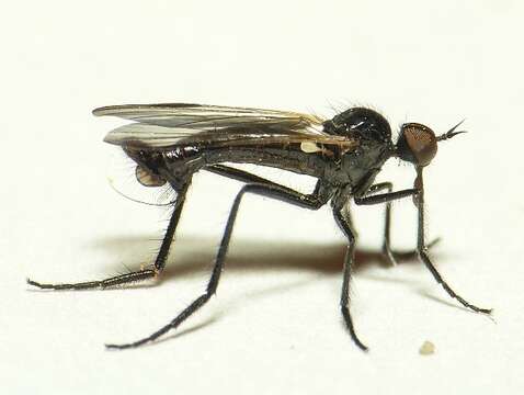 Image of Rhamphomyia atra Meigen 1822