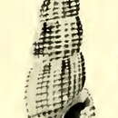 Image of Kermia canistra (Hedley 1922)