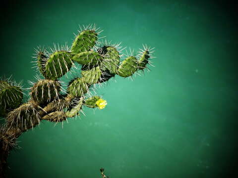 Image of Opuntia caracassana Salm-Dyck