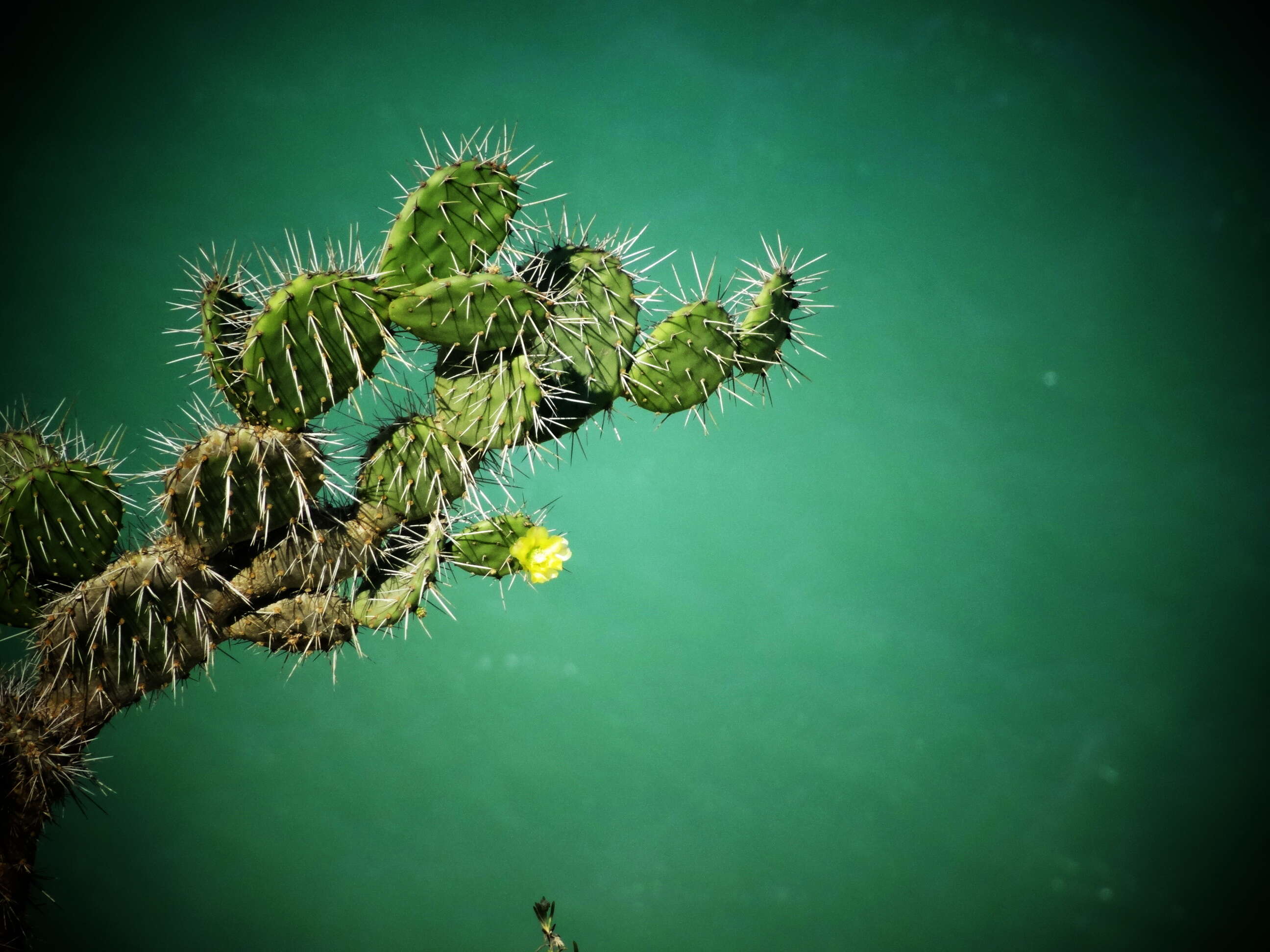 Image of Opuntia caracassana Salm-Dyck