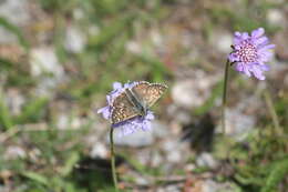 Image of large grizzled skipper