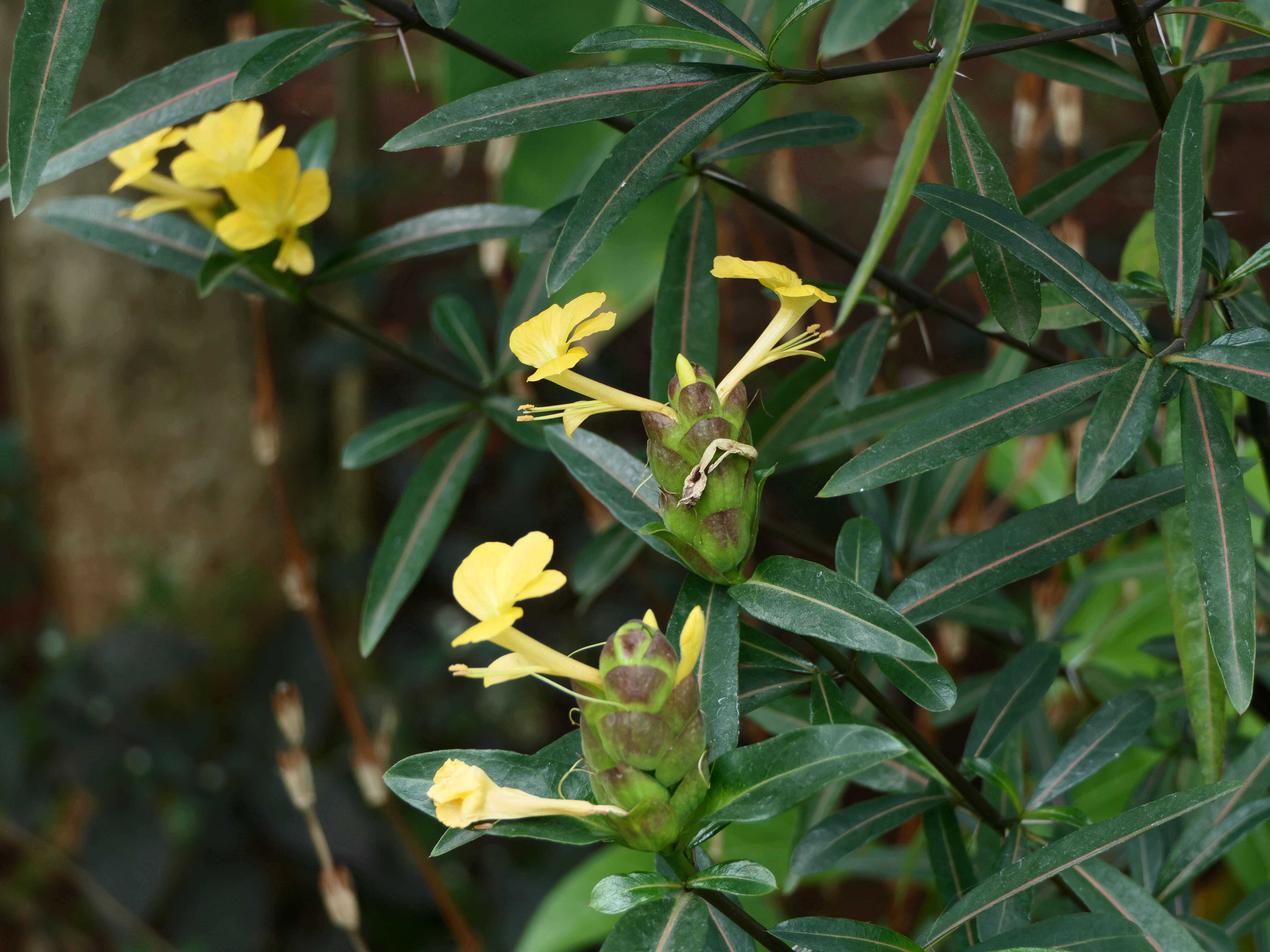 Imagem de Barleria lupulina Lindl.