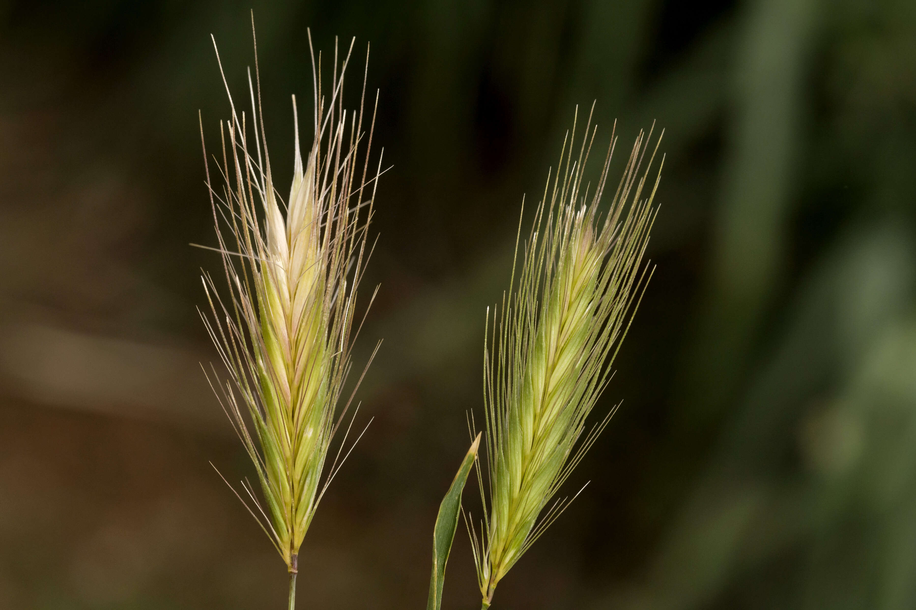 Image of mouse barley