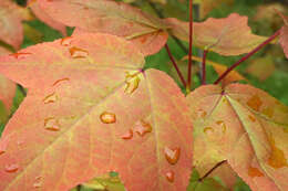 Image of Liquidambar acalycina H. T. Chang