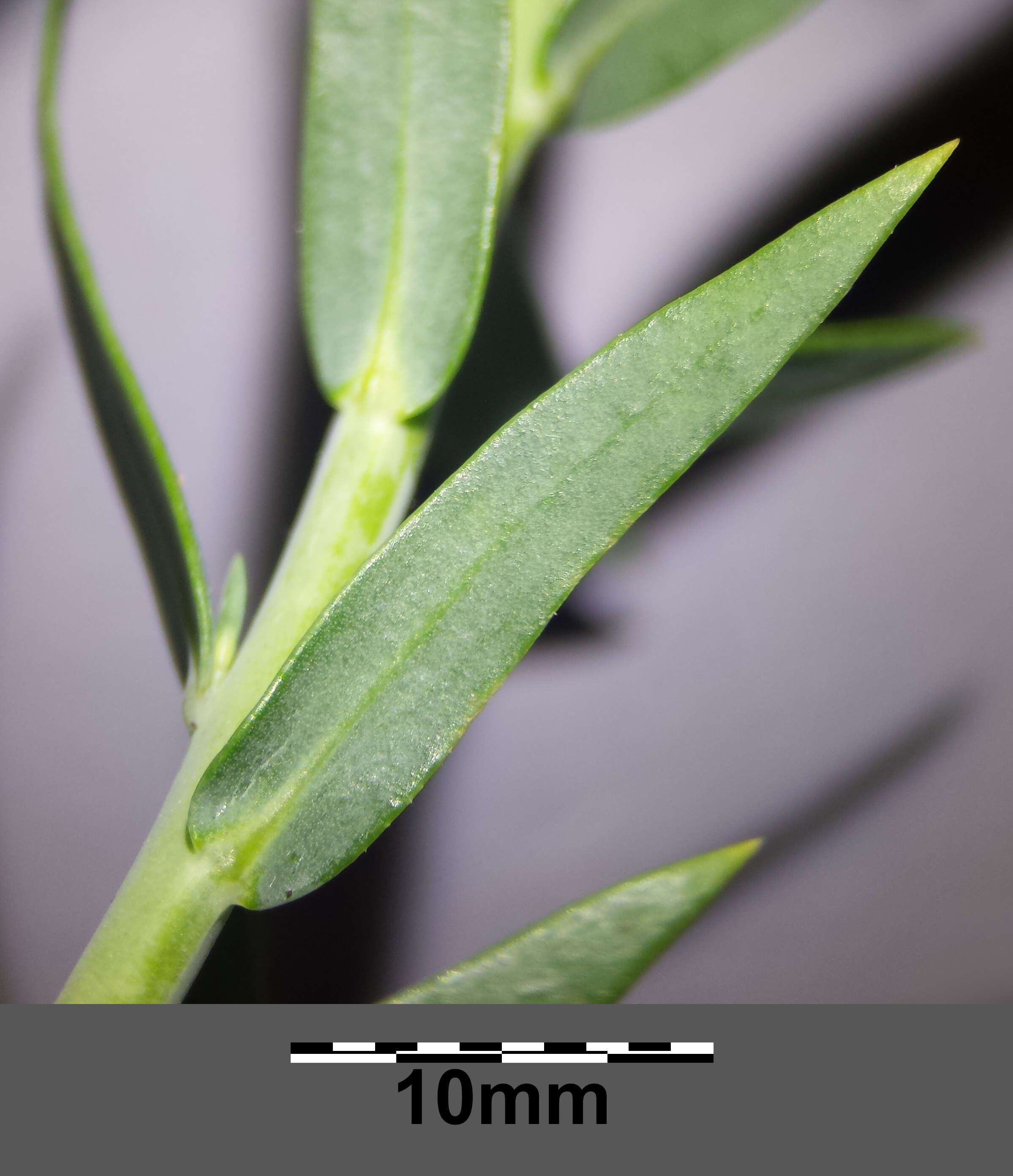 Image of broomleaf toadflax