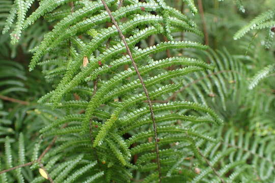 Image of Gleichenia microphylla R. Br.