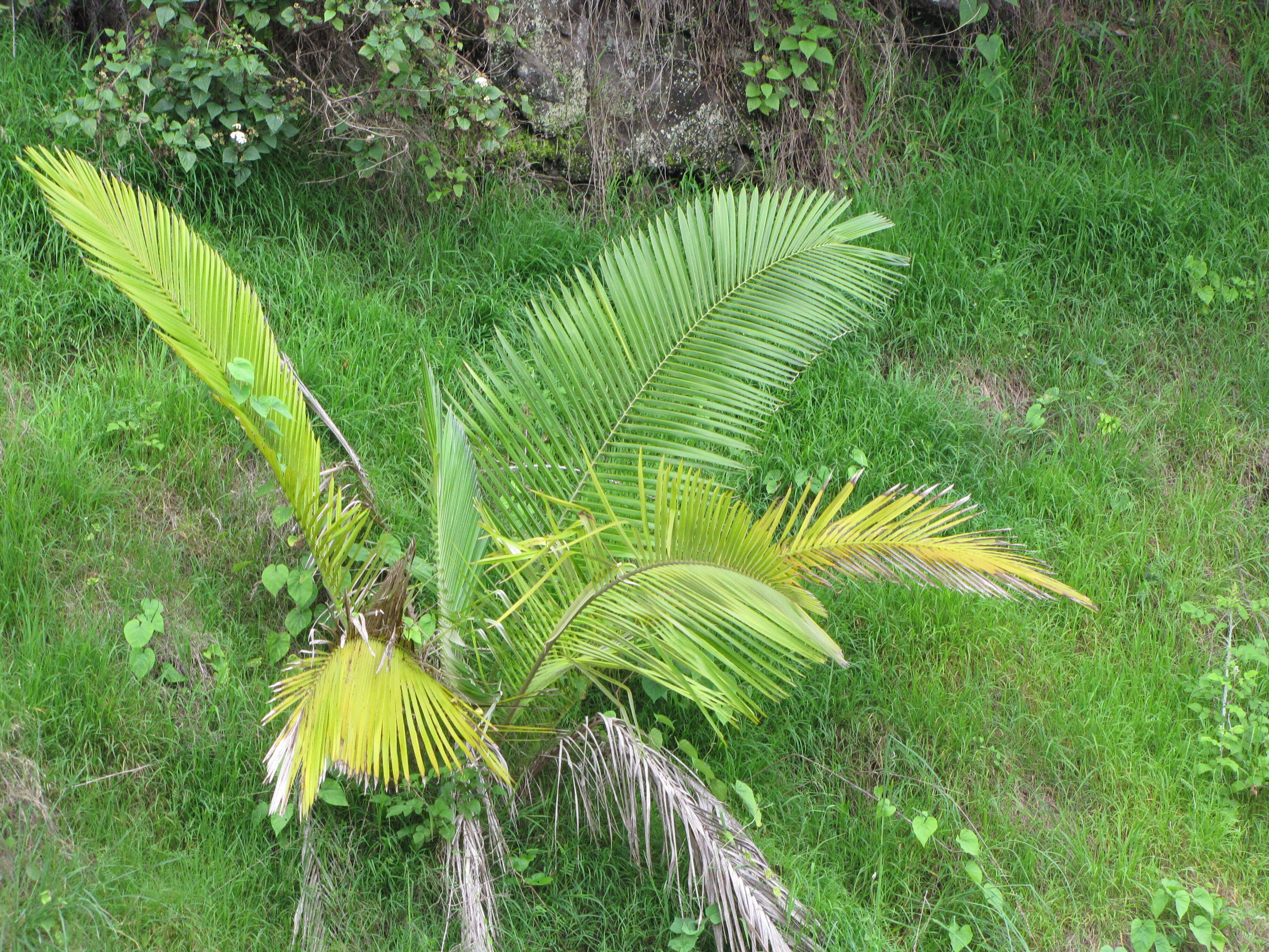 Image of wax palm