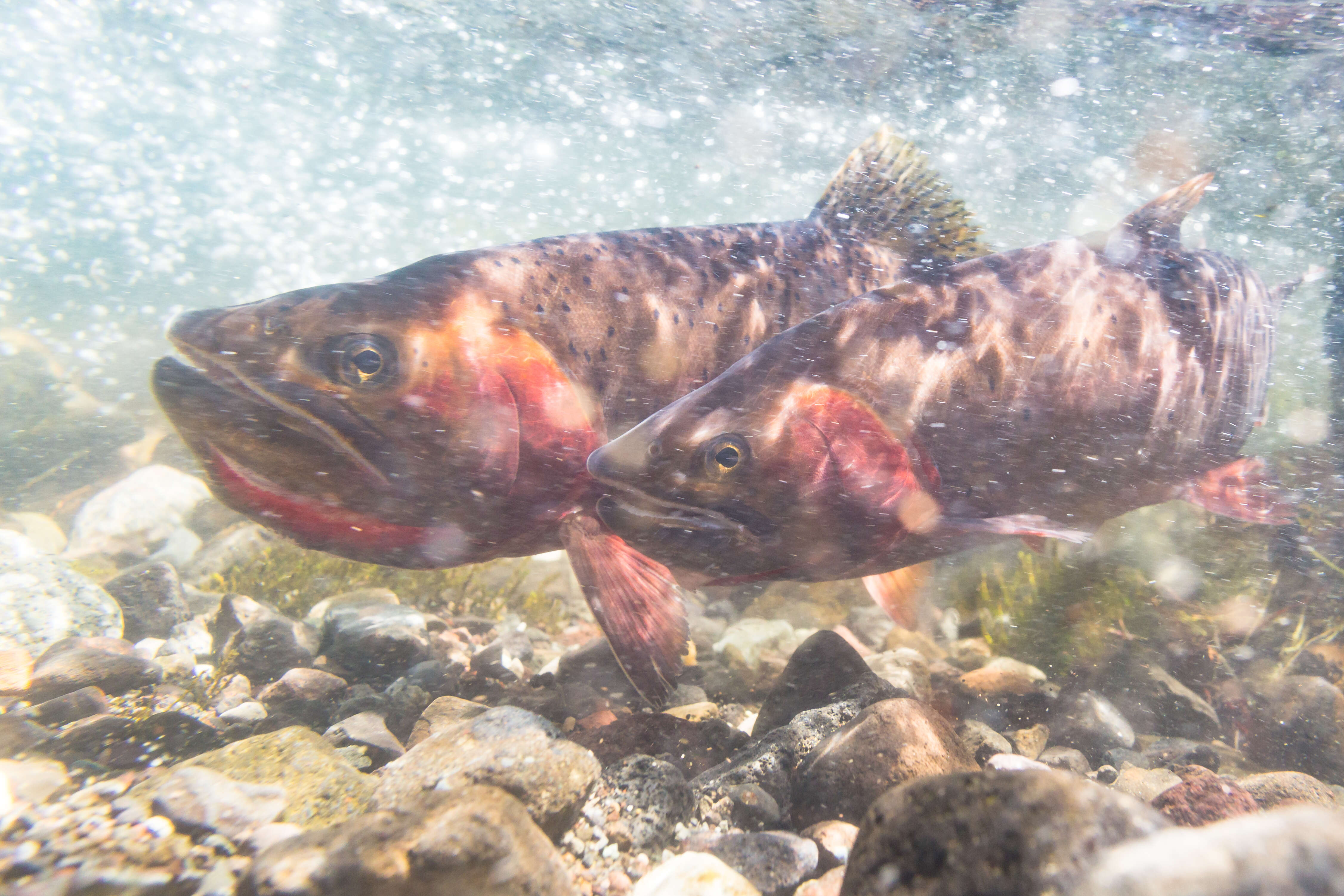 Image of Oncorhynchus clarkii bouvieri