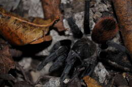 Image of Yukatan Rust Rump Tarantula