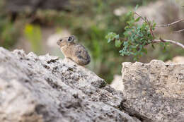 Image of Ochotona subgen. Pika Lacépède 1799