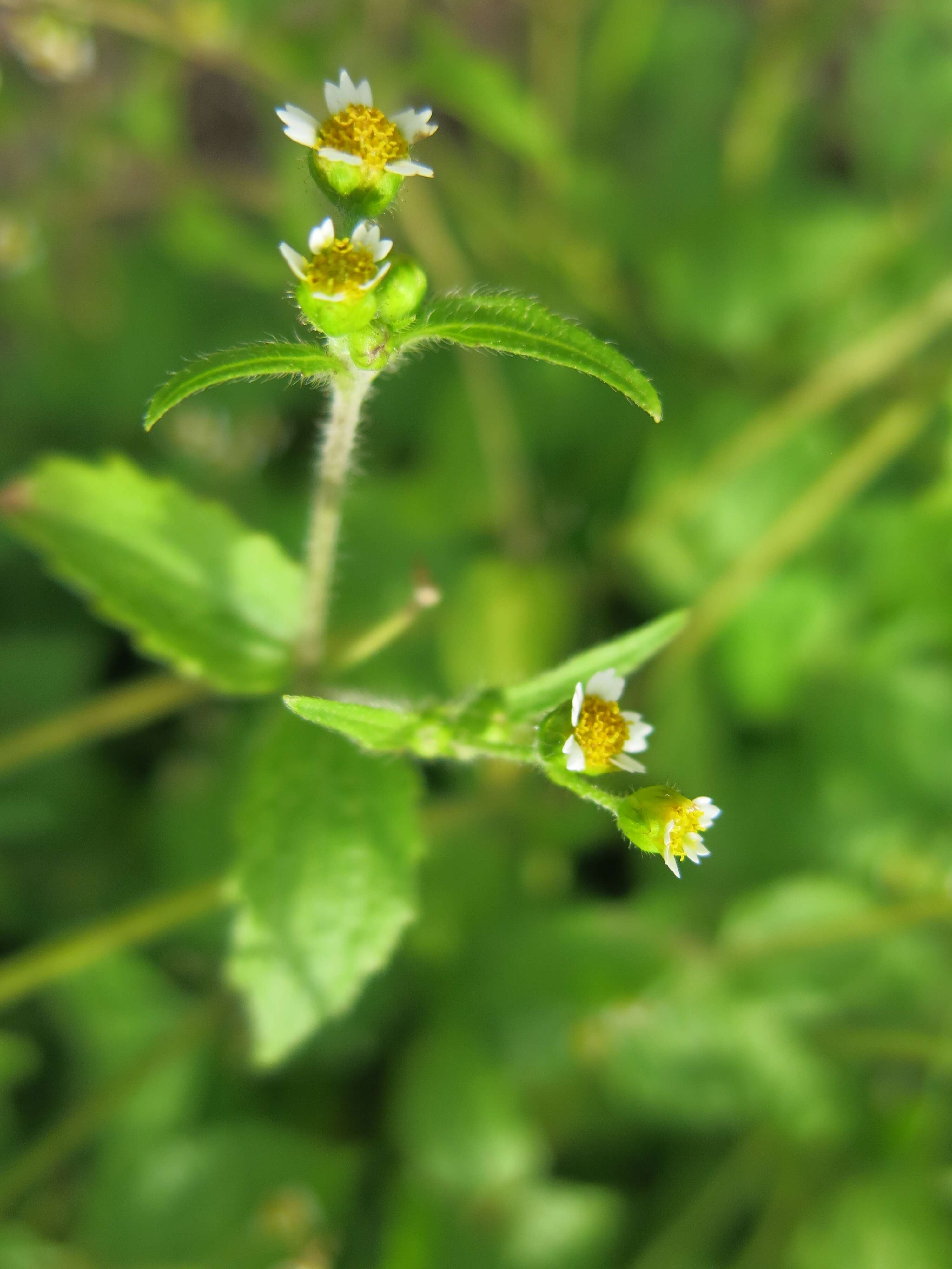 Image of shaggy soldier