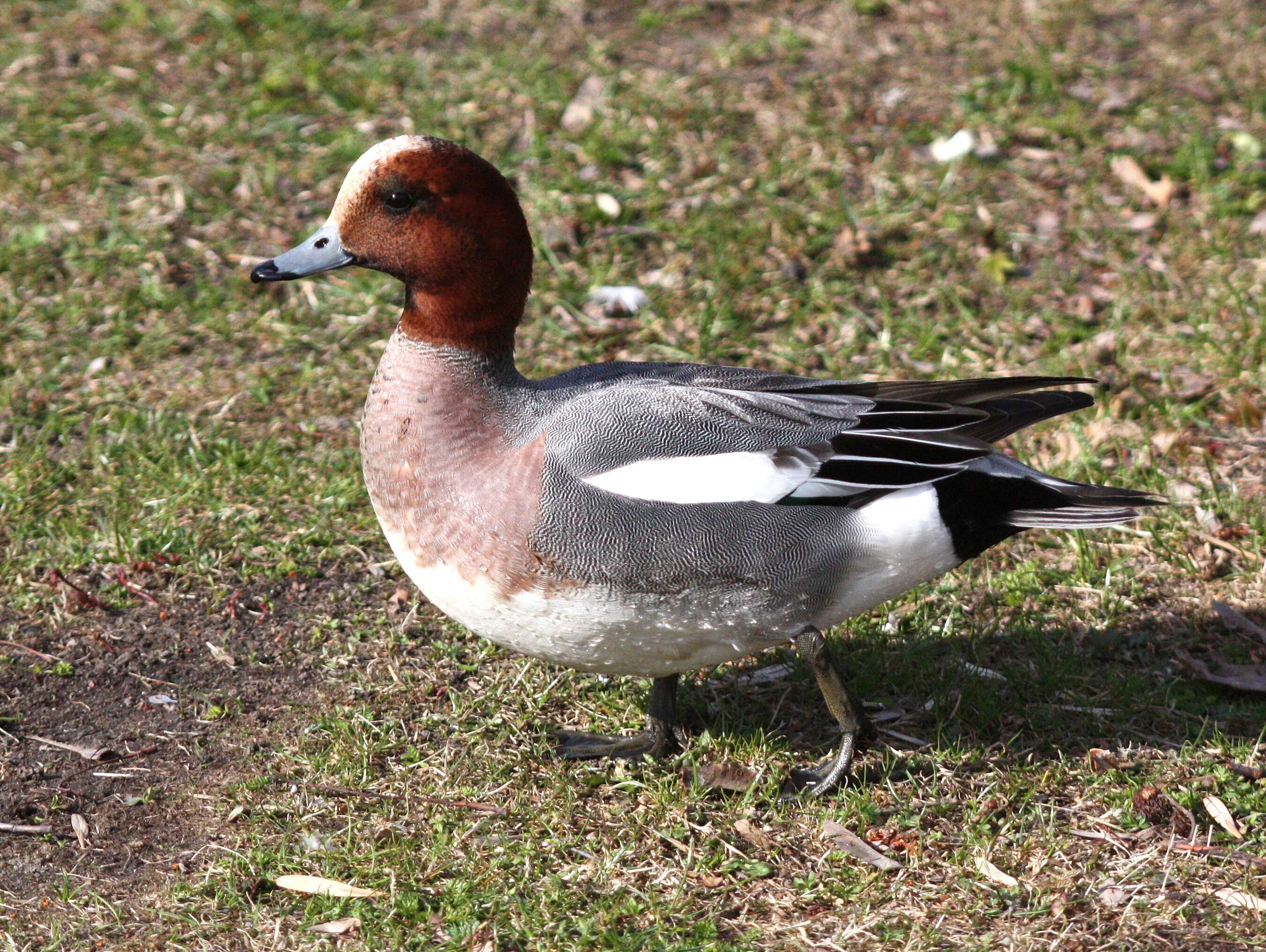 Image of Eurasian Wigeon