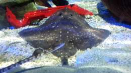 Image of Thornback skate