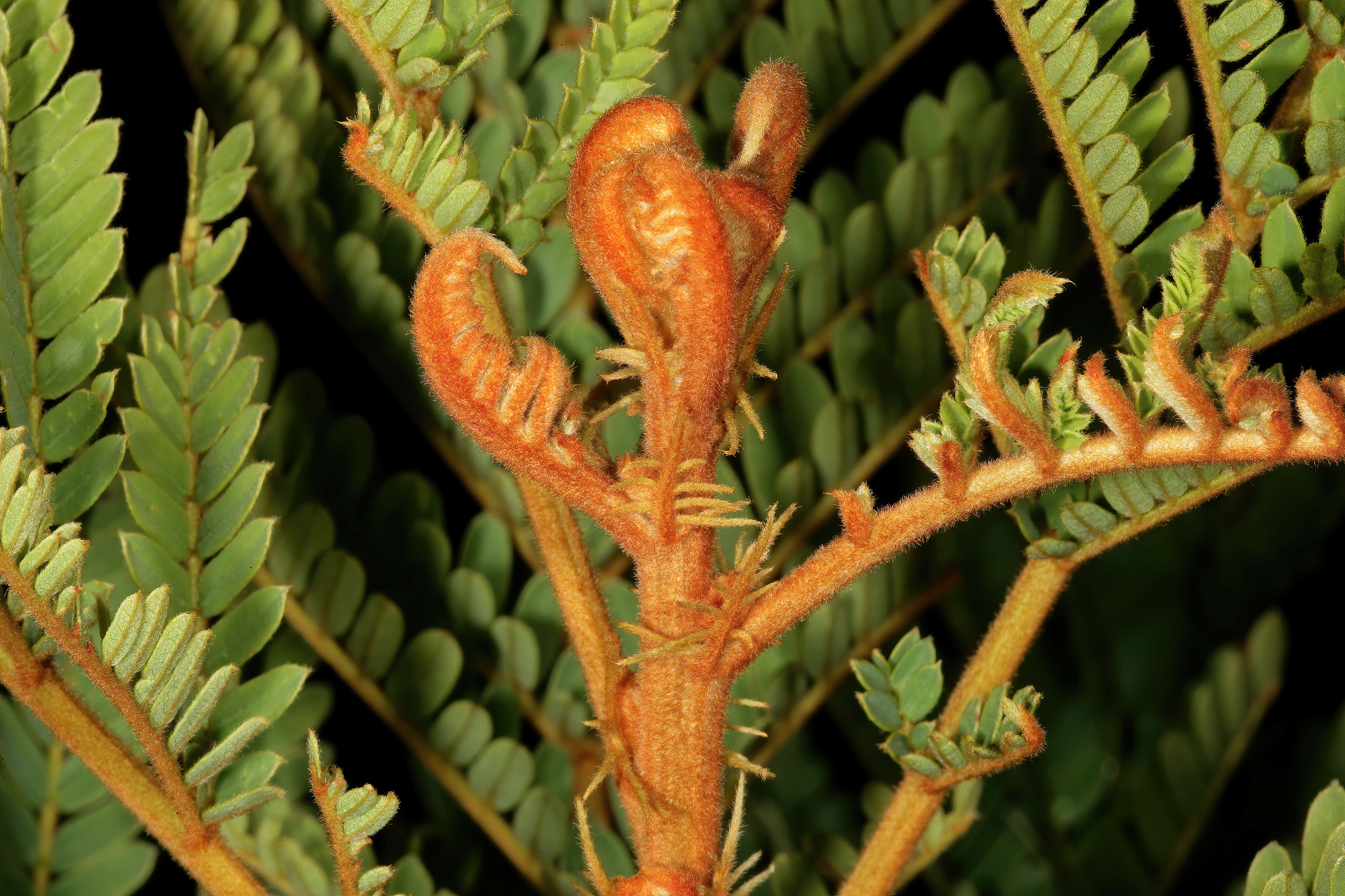 Image of African weeping-wattle