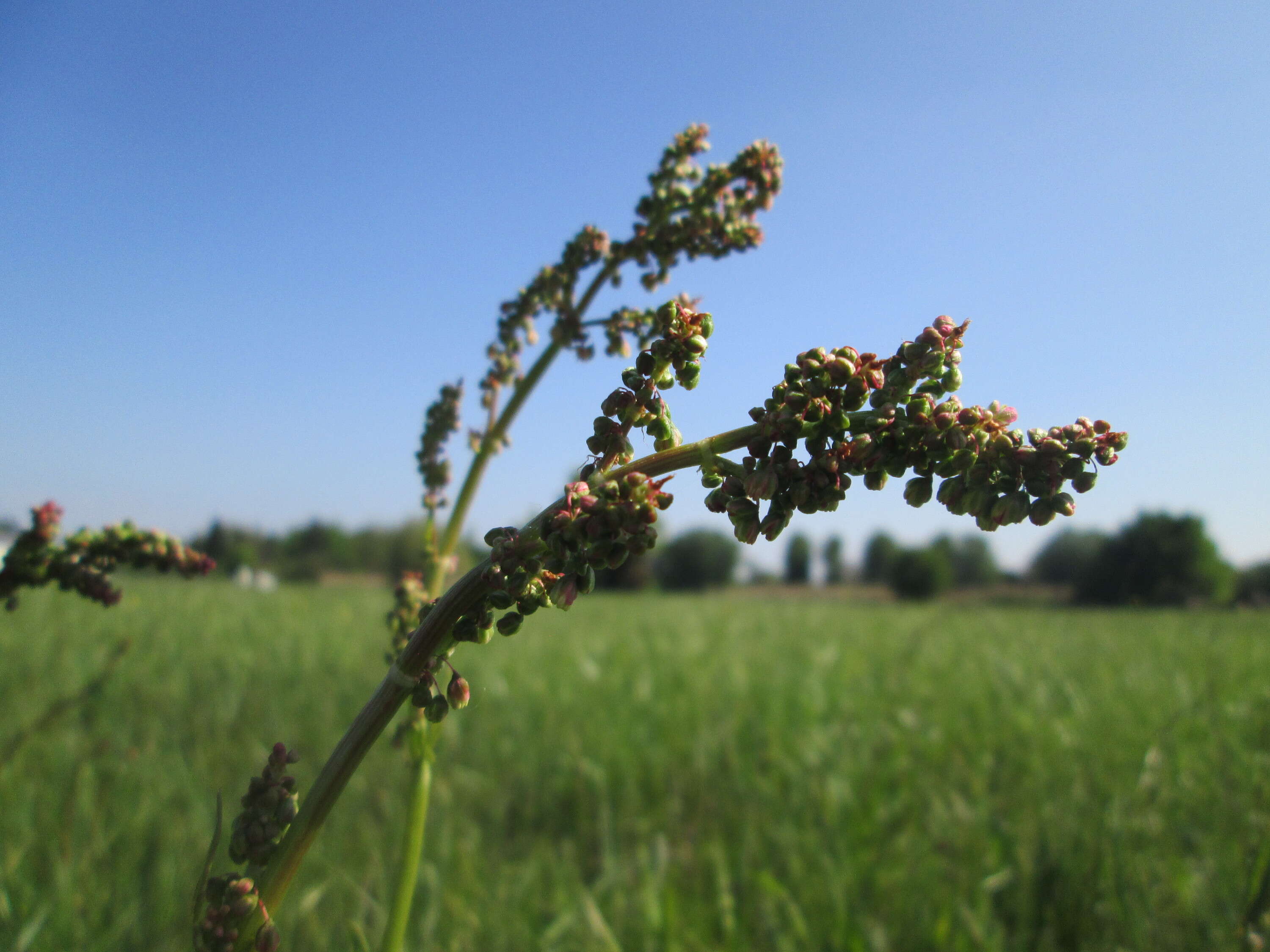 Image of Common Sorrel