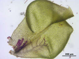 Image of paludella moss