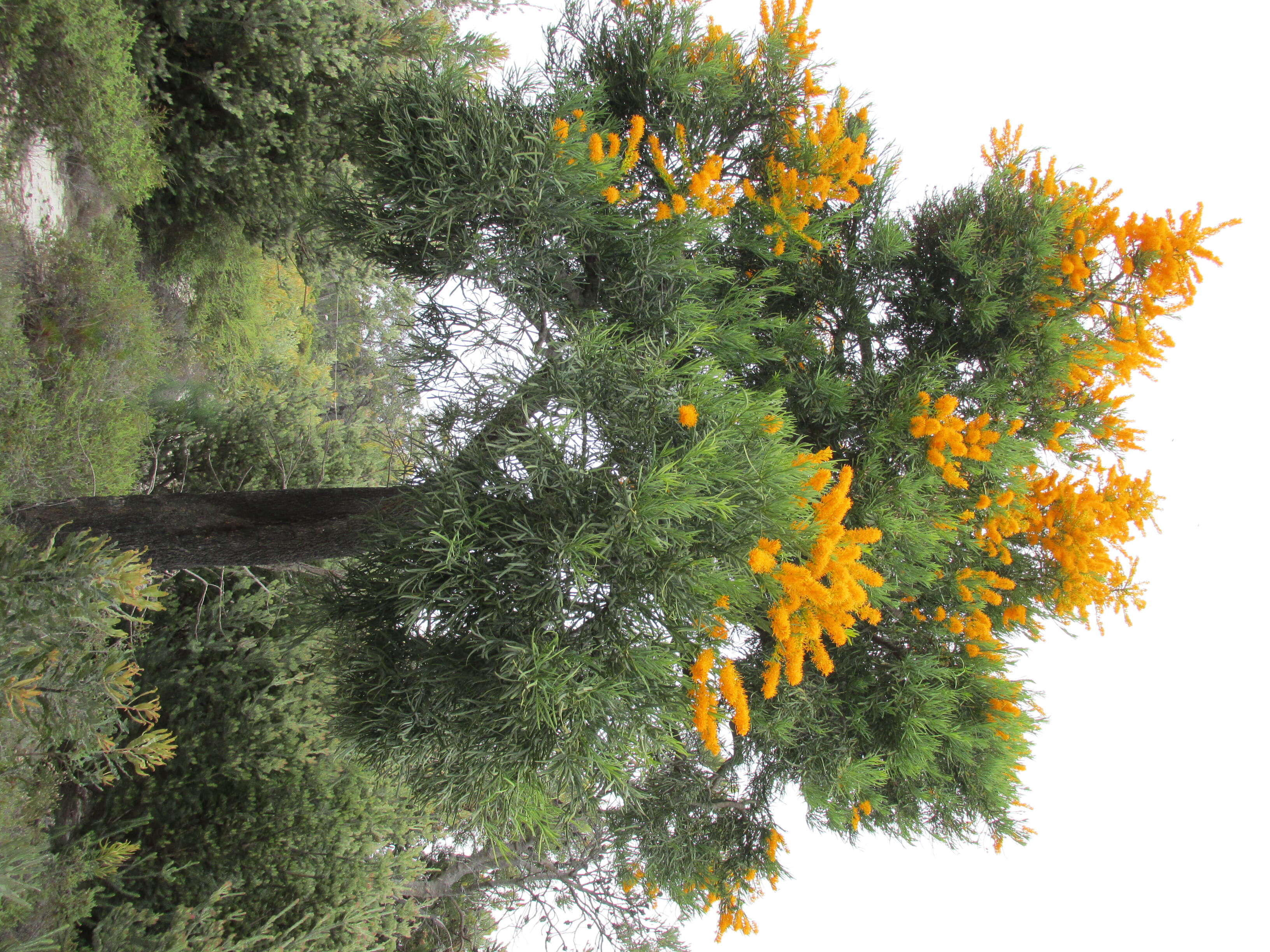 صورة Nuytsia