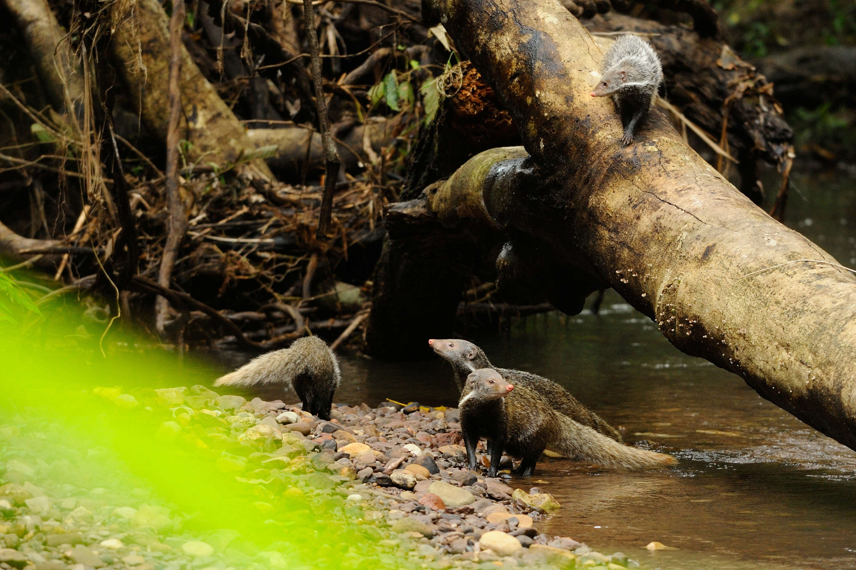 Image of Crab-Eating Mongoose