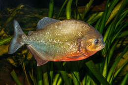 Image of Red-bellied piranha