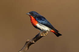 Image of Mistletoebird