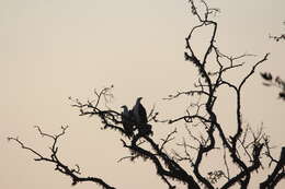 Image of White-bellied Sea Eagle