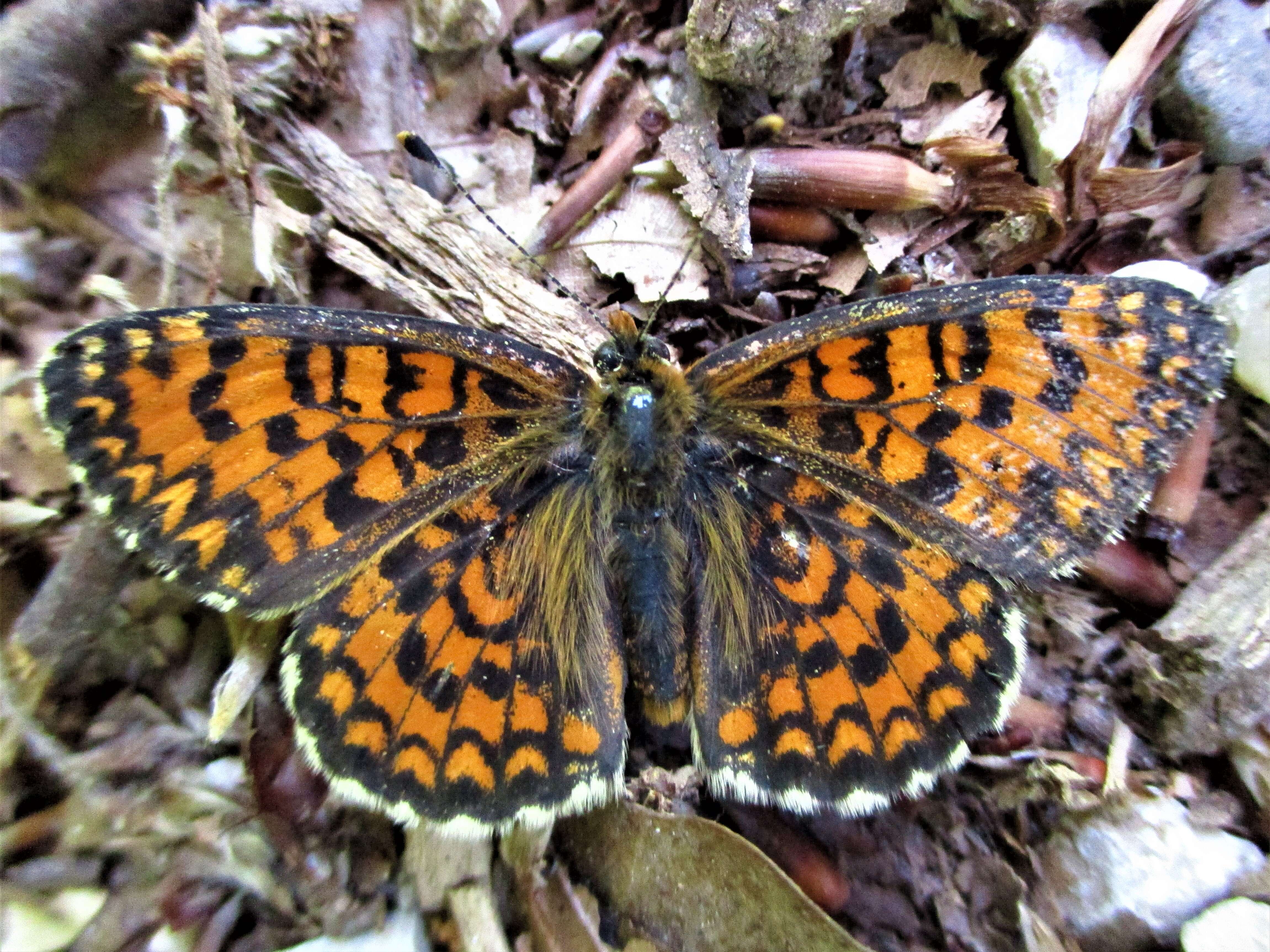 Image of Melitaea trivia