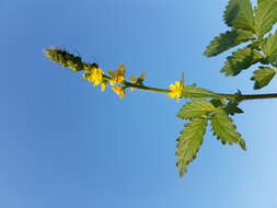 Image of fragrant agrimony