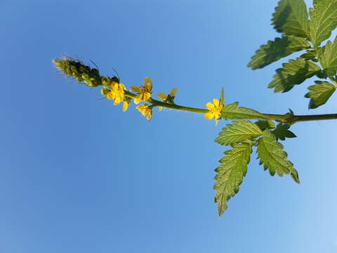 Image of fragrant agrimony