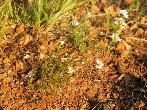 Image of Ballhead Sandwort