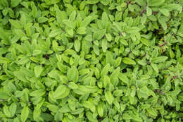 Imagem de Salvia officinalis L.