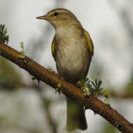 Image of Willow Warbler