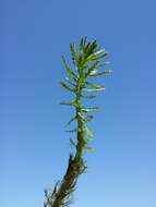 Image of twoleaf watermilfoil