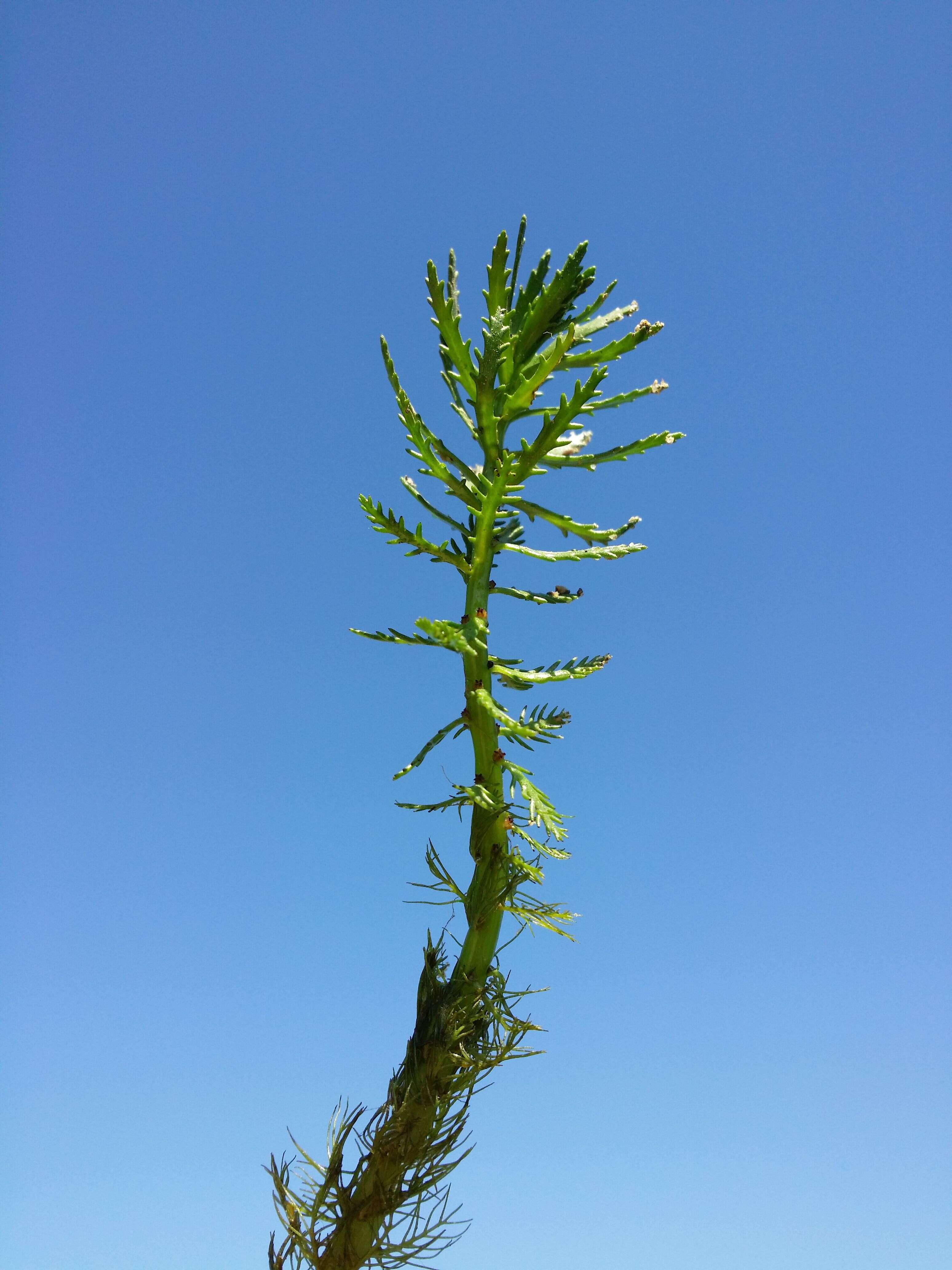 Image of twoleaf watermilfoil