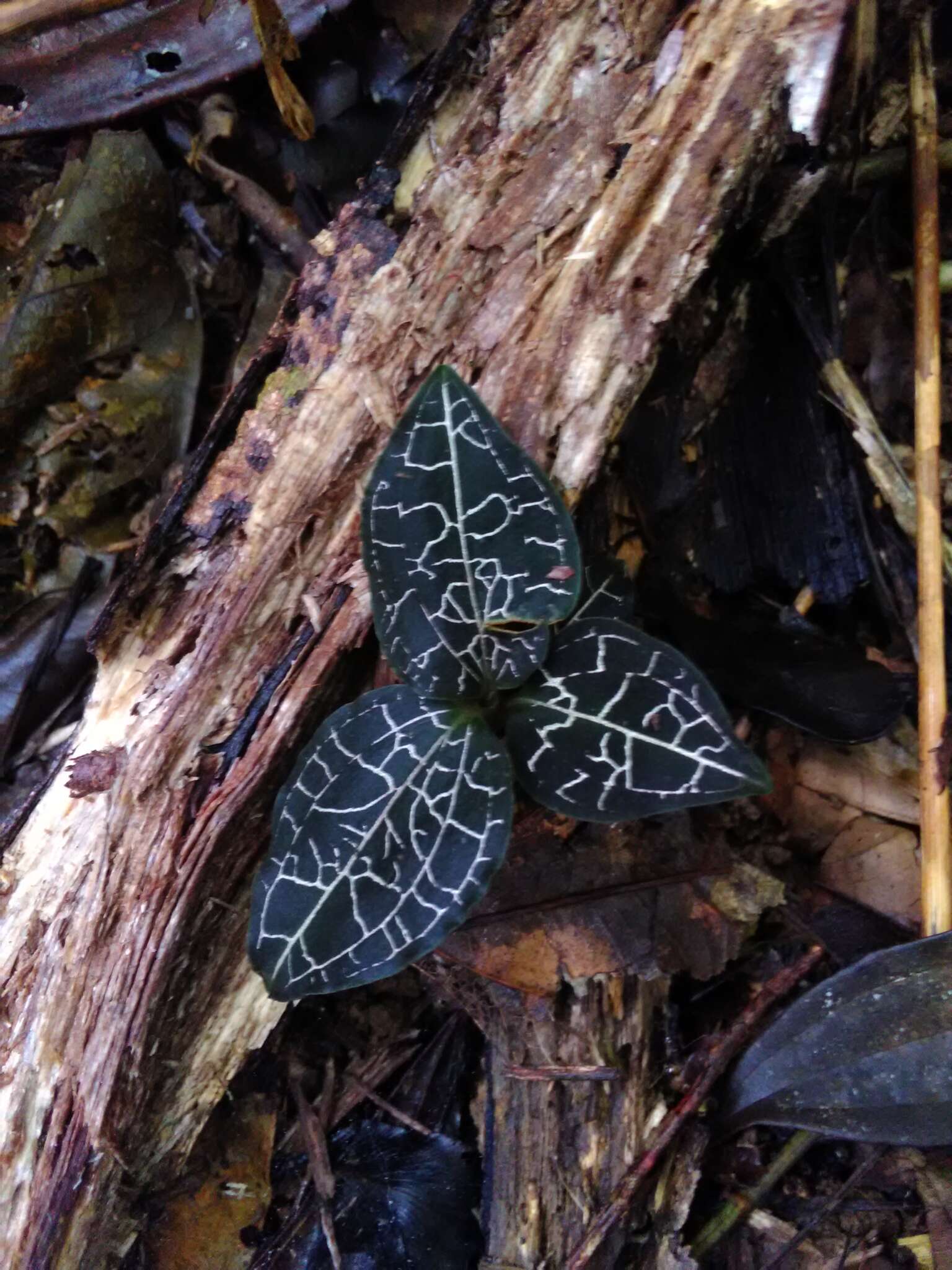 Image of Marbled jewel orchid