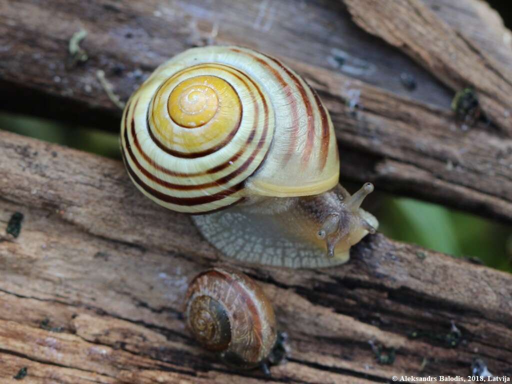 Image of White-lipped banded snail