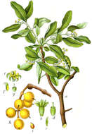 Image of mulberry mistletoe